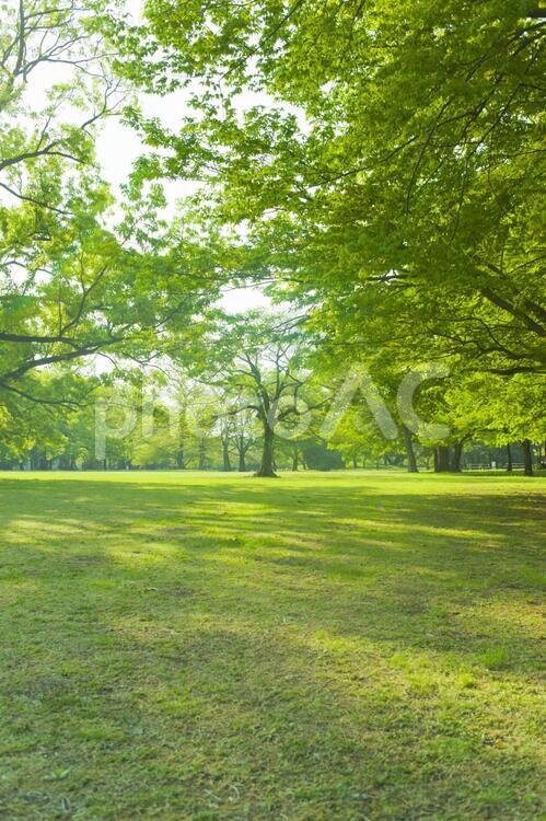 公園　芝生 公園,木,芝の写真素材