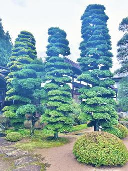 木々 木々の写真