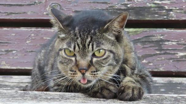 ベンチの上で夕涼みしているもふもふな猫 ベンチの上で夕涼みしているもふもふな猫の写真