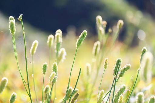 月山の高山植物 月山の高山植物の写真