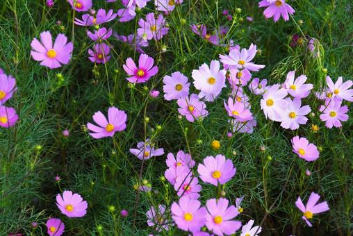 満開に花開いたコスモス 満開に花開いたコスモス コスモス,花,秋の写真素材