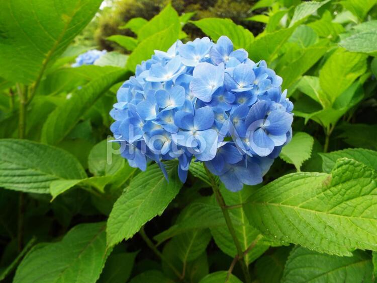 蒼いアジサイ アジサイ,紫陽花,あじさいの写真素材