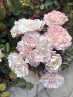 バラ　薔薇　花 バラ,薔薇,花の写真素材