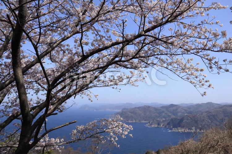 さくらと海 さくら,海,春の写真素材