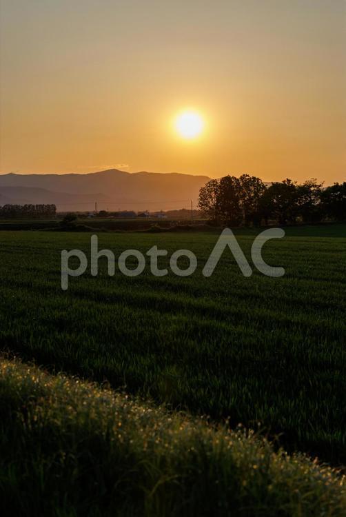 夕焼けと十勝の畑 夕焼けと十勝の畑,夕焼け,道の写真素材
