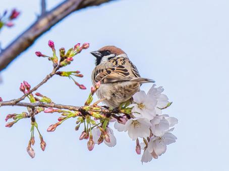 枝にとまるスズメ 枝にとまるスズメ スズメ,雀,鳥の写真素材