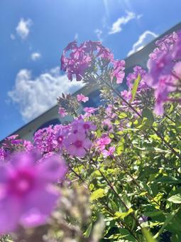 花と青空 花と青空の写真