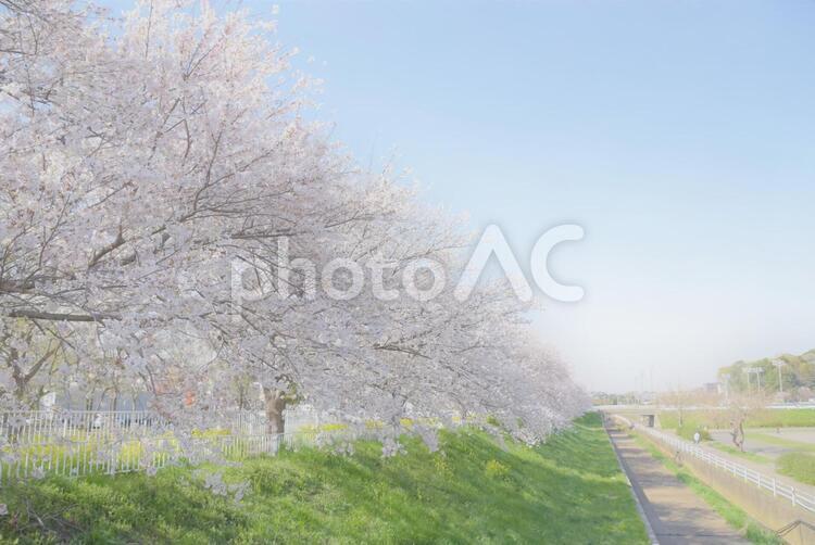 ふんわり桜並木 桜,桜並木,春の写真素材