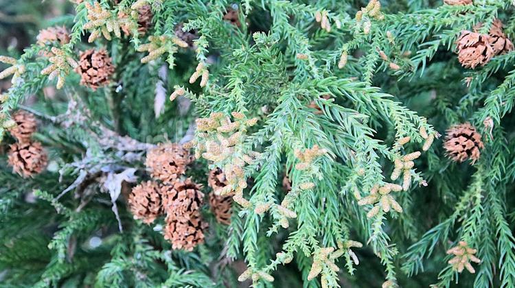 花粉症の原因　スギの雄花 花粉症,原因,杉の写真素材