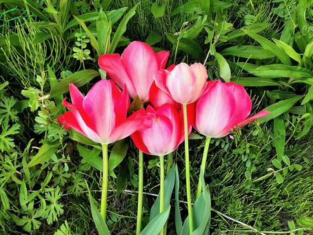 春の花*真っ赤なチューリップ*壁紙 春の花*真っ赤なチューリップ*壁紙の写真