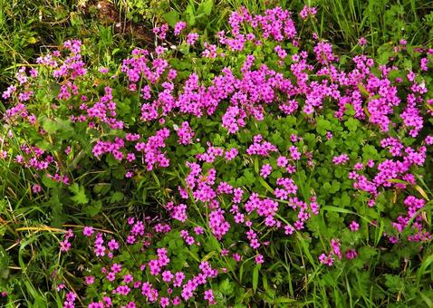 ピンクの花 ピンクの花の写真