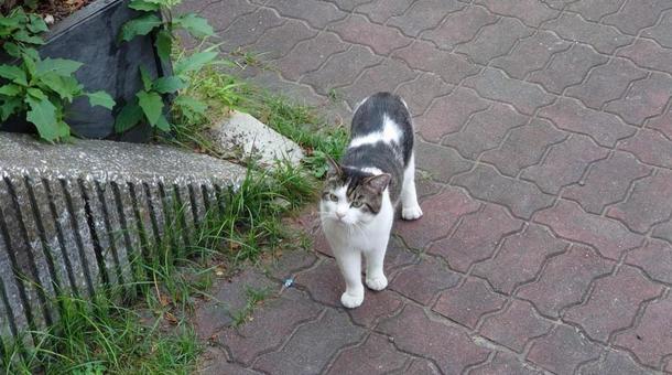 猫ちゃんの写真