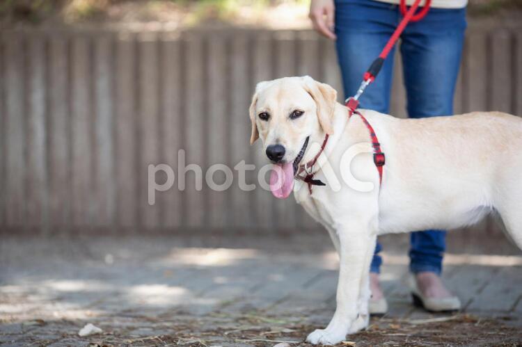 犬の散歩をする女性 犬,犬の散歩,散歩の写真素材