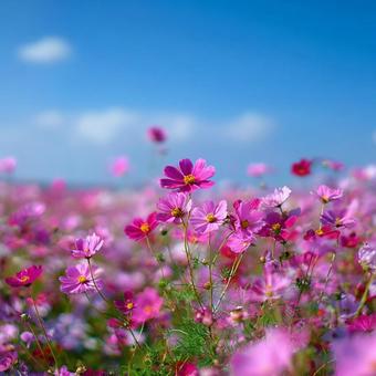 青空に咲くピンクのコスモス畑 青空に咲くピンクのコスモス畑の写真