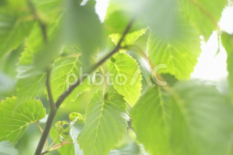 何時になったら花が咲くの、ハンカチの木 木,木々,葉の写真素材