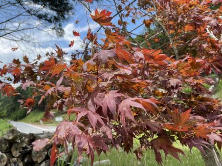 秋の紅葉の葉 秋の紅葉の葉の写真