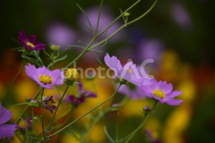 花壇の中のコスモス 自然,花,夏の写真素材