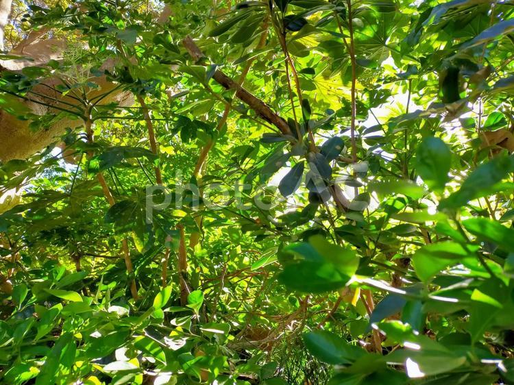 木々の隙間からさす日差しと透けるきれいな緑 陽光,日差し,明かりの写真素材