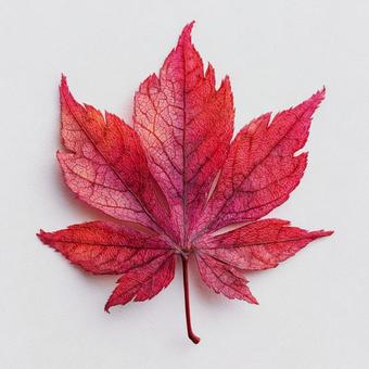 鮮やかな秋の紅葉のクローズアップ 鮮やかな秋の紅葉のクローズアップの写真