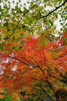 呑山観音寺 福岡県,呑山観音寺,紅葉の写真素材