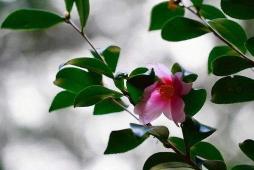 繊細な雰囲気のサザンカの花 サザンカ,繊細,しっとりの写真素材