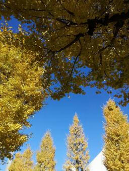 Photo, blue, a row of trees, ginkgo biloba, 