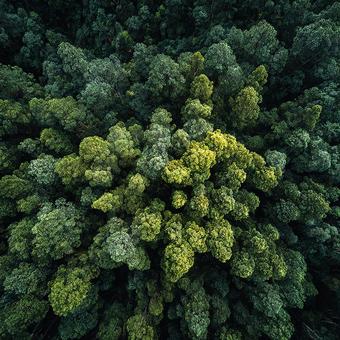 広がる深緑の森林、空撮 広がる深緑の森林、空撮の写真
