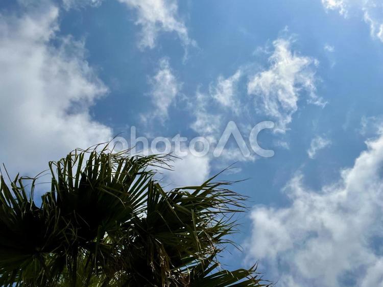 青空とヤシの木 青空,空,雲の写真素材
