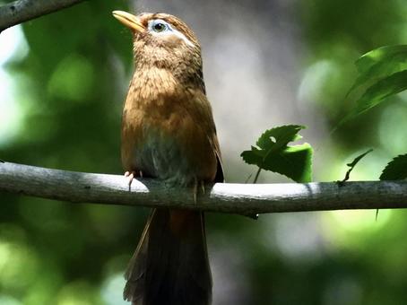 枝につかまるガビチョウ 枝につかまるガビチョウの写真