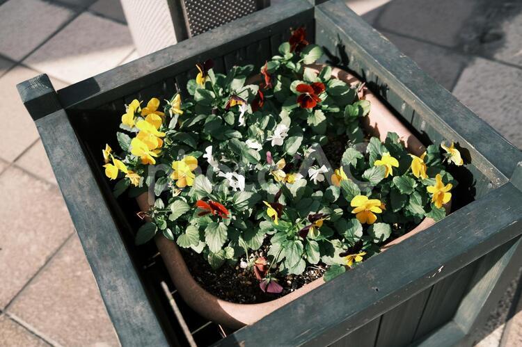 鉢に植えられた秋の花 秋,鉢,植えられたの写真素材