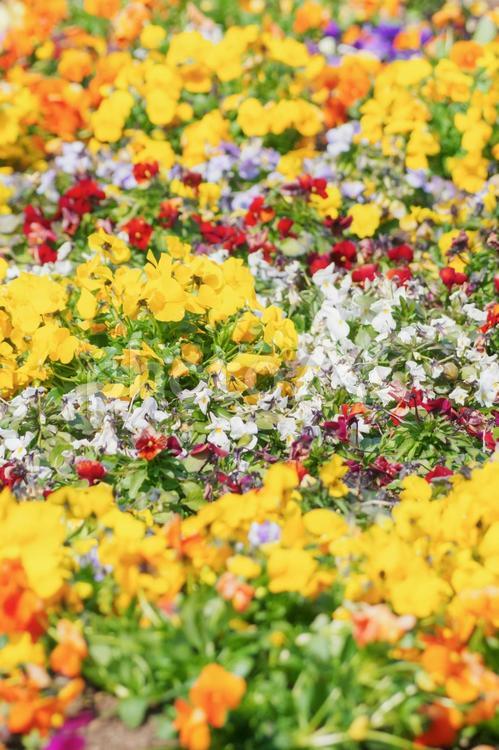 花の絨毯 花,春,季節の写真素材
