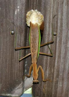 カマキリの産卵 カマキリの産卵 秋,オオカマキリ,卵鞘の写真素材