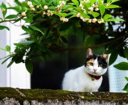 窓から身を乗り出す三毛猫 ネコ,三毛猫,動物の写真素材
