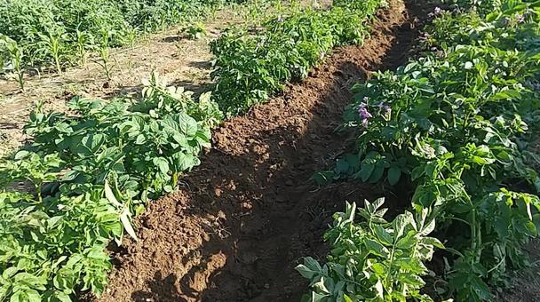 畑 畑 家庭菜園,畑,野菜の写真素材