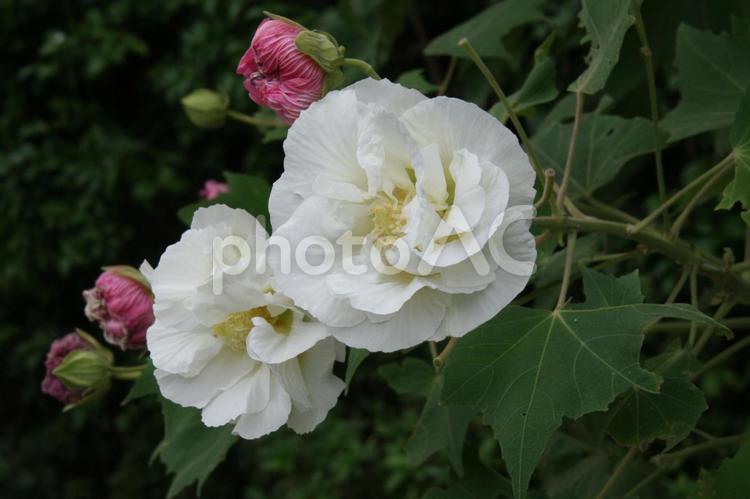 スイフヨウ・酔芙蓉のマクロ 花木,夏秋,色変化の写真素材
