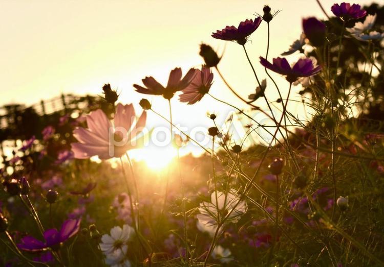 コスモスと夕日 コスモス,秋桜,こすもすの写真素材