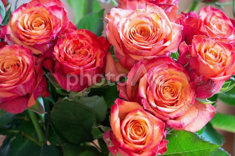 グラデーションカラーのバラ ばら,花束,薔薇の写真素材