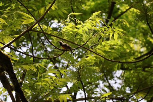 緑の新緑の木の枝にヤマガラのいる風景 緑の新緑の木の枝にヤマガラのいる風景の写真