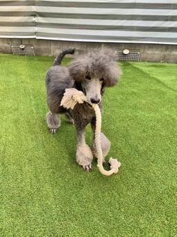 人工芝の上で遊ぶスタンダードプードル2 人工芝の上で遊ぶスタンダードプードル2 犬,ペット,いぬの写真素材