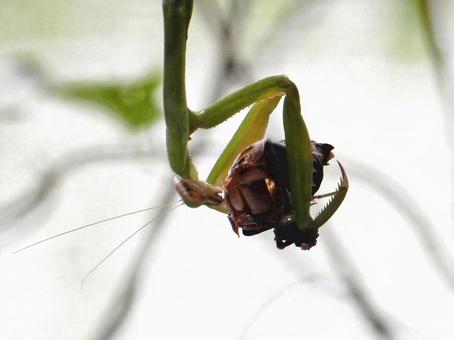 【昆虫写真】カマキリ 【昆虫写真】カマキリの写真