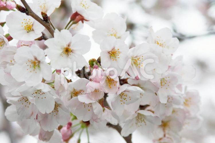 ７分咲きの桜　白く淡い風景 桜,ピンク,咲いたの写真素材