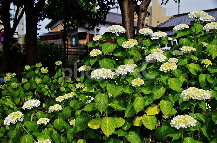 アジサイの季節 アジサイ,紫陽花,鮮やかの写真素材