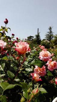 ばら庭園 ばら庭園 ばら,ローズ,ローズガーデンの写真素材