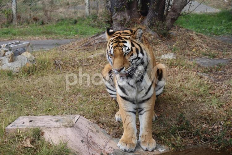 おとなしく座るアムールトラのいる動物園 おとなしく,座る,アムールトラの写真素材