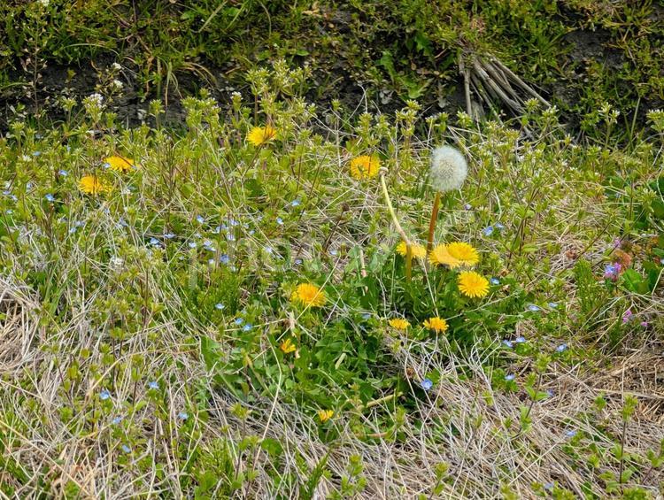 草むらの中に咲く美しいたんぽぽと綿毛 たんぽぽ,草むら,雑草の写真素材