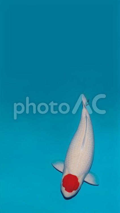 壁紙錦鯉9-2-3 壁紙,錦鯉,丹頂の写真素材