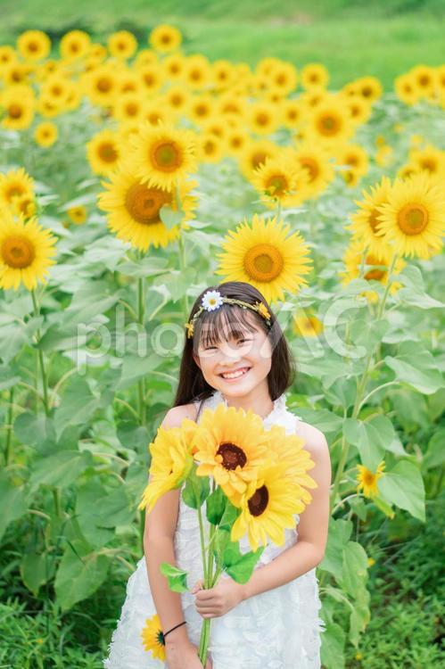 ひまわり畑と笑顔の女の子 ひまわり,笑顔,女の子の写真素材