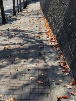 小雪前日の落ち葉の坂道 初冬,落ち葉,枯れ葉の写真素材