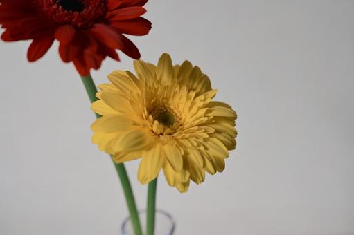 花瓶に生けたガーベラ ガーベラ,花,赤の写真素材