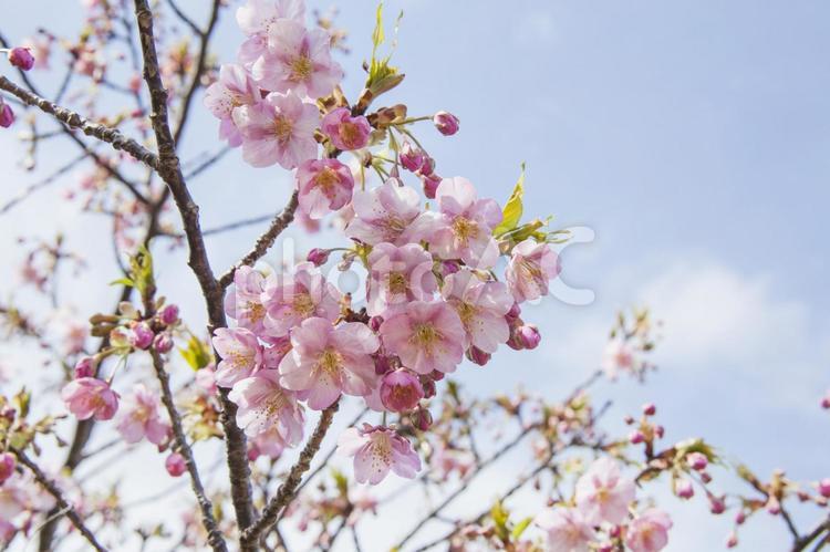 免々田川の桜5（田原市） 桜,河津桜,免々田川の写真素材